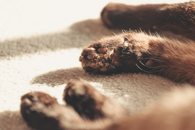Pets