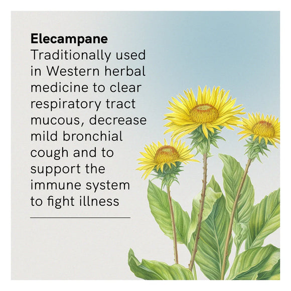 Fusion Health Cough Lung Tonic — Elecampane herb illustration and benefits